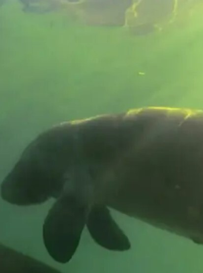 探险大沼泽水晶河海牛